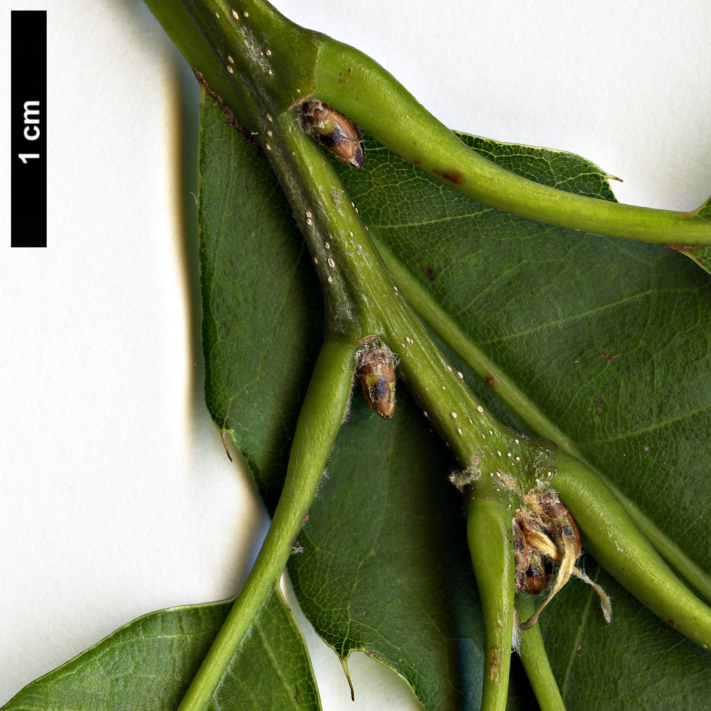 High resolution image: Family: Fagaceae - Genus: Quercus - Taxon: skinneri 